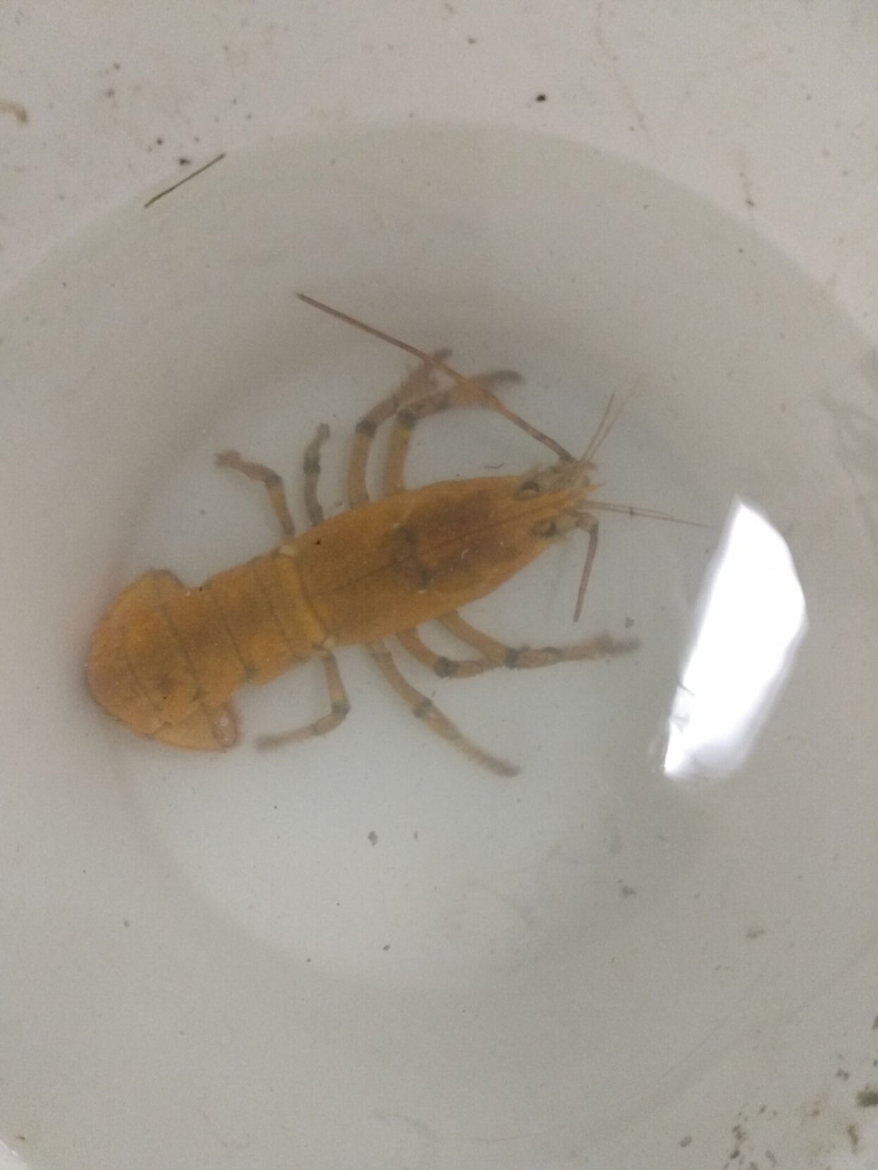 A rare yellow lobster, named Banana, has been caught off the coast of Maine
